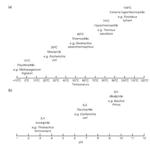 85_Types of microbial growth 1.png